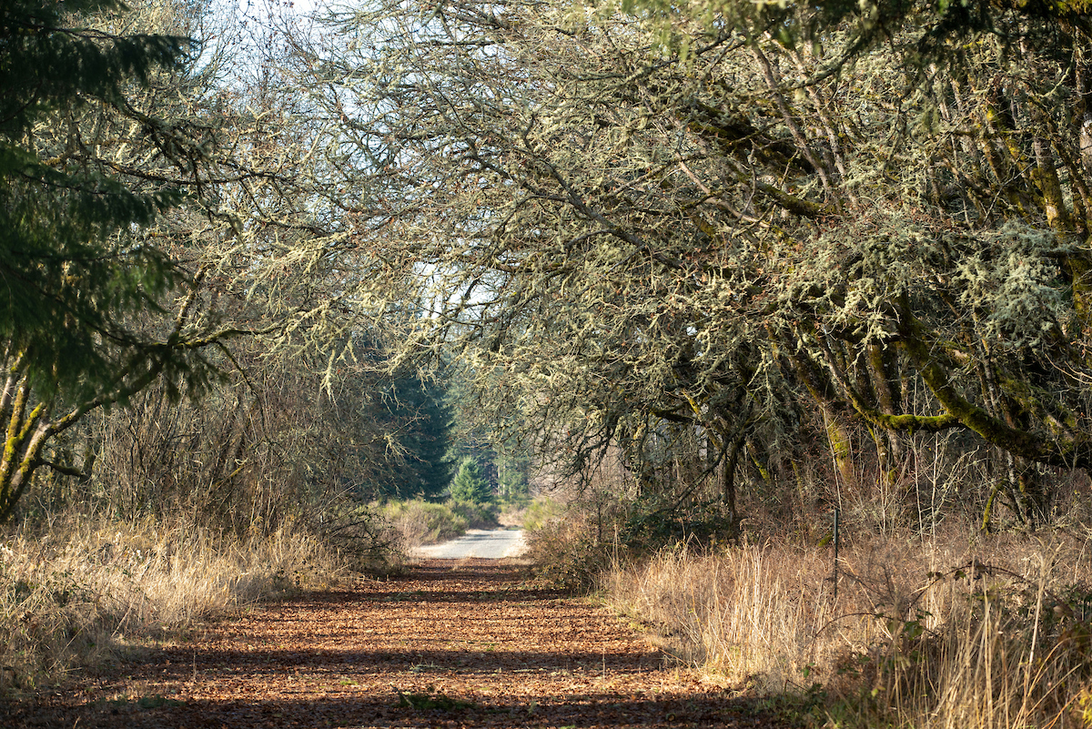 End of a road cutting through brush and trees
