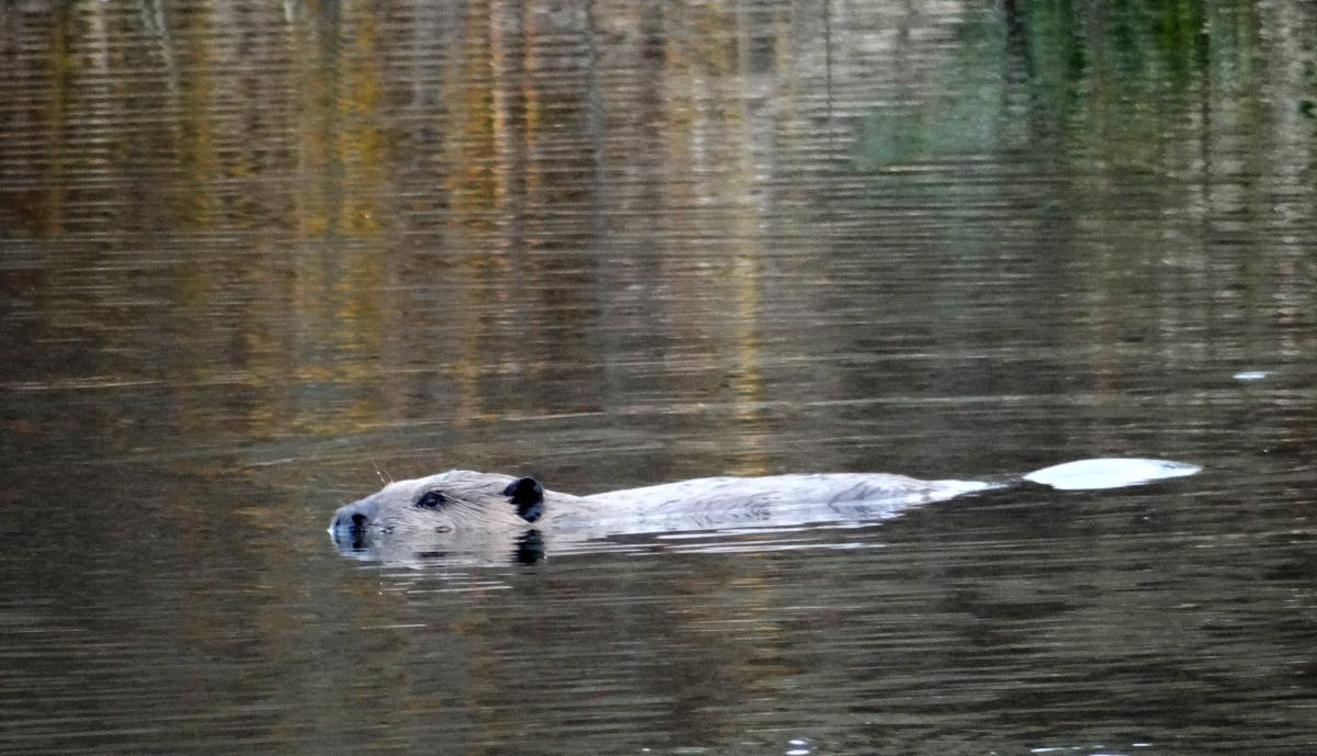 Beaver at Clear Creek
